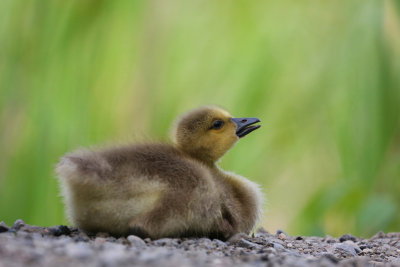 Ducks, Geese & Swans