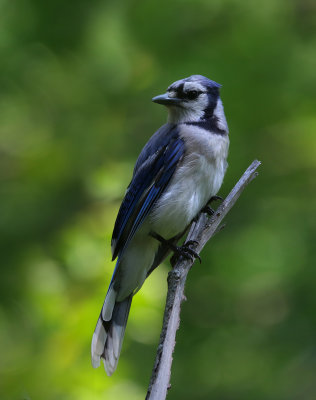 Birds of North America II