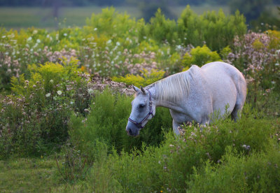 Horses