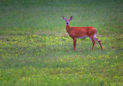 Wildlife of North America