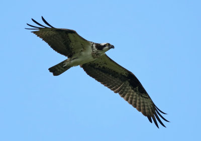 osprey