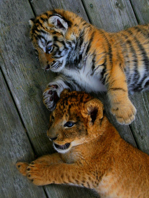 Lion and Tiger Cubs