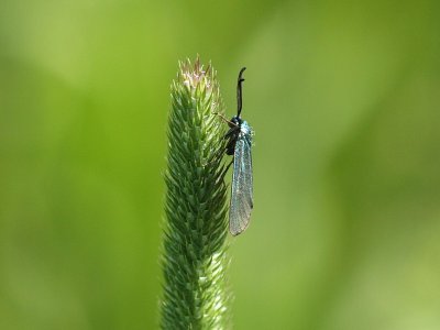 vriga fjrilar - Other Moths