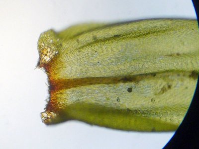 Isothecium alopecuroides - Rttsvansmossa - Larger Mouse-tail Moss