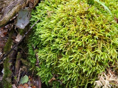 Isothecium alopecuroides - Rttsvansmossa - Larger Mouse-tail Moss