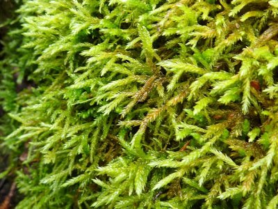 Isothecium alopecuroides - Rttsvansmossa - Larger Mouse-tail Moss