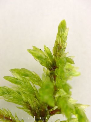 Isothecium alopecuroides - Rttsvansmossa - Larger Mouse-tail Moss