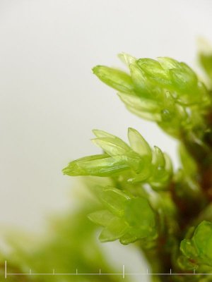 Isothecium alopecuroides - Rttsvansmossa - Larger Mouse-tail Moss