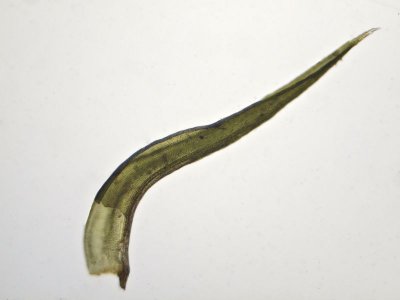 Grimmia hartmanii - Skogsgrimmia - Hartman's Grimmia