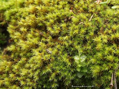 Grimmia hartmanii - Skogsgrimmia - Hartman's Grimmia