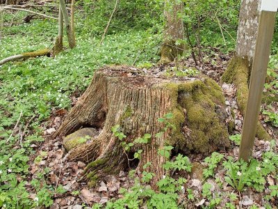 Dicranum montanum - Stubbkvastmossa - Mountain Fork-moss