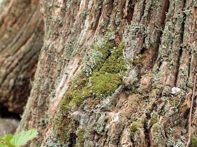 Dicranum montanum - Stubbkvastmossa - Mountain Fork-moss