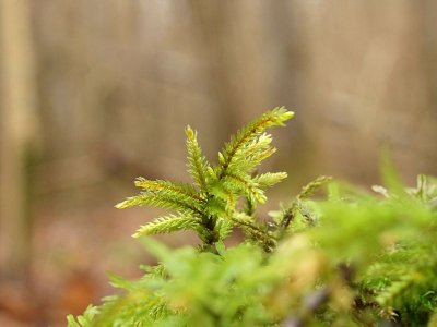 Climacium dendroides - Palmmossa - Tree-moss