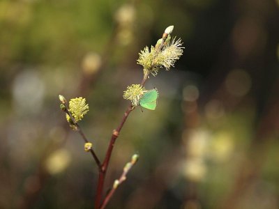 Grnsnabbvinge - Callophrys rubi - Green Hairstreak