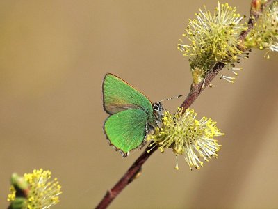 Grnsnabbvinge - Callophrys rubi - Green Hairstreak