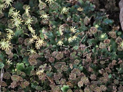 Marchantia polymorpha ssp. ruderalis - Lungmossa - Common Liverwort