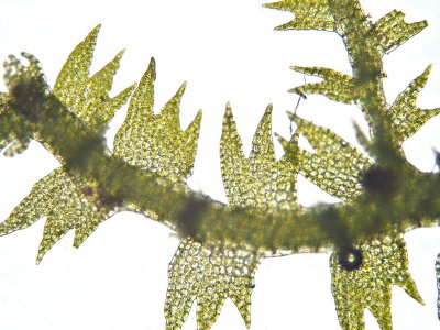 Lepidozia reptns - Fingermossa - Creeping Fingerwort