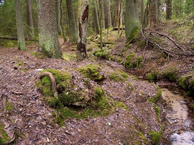 Lepidozia reptns - Fingermossa - Creeping Fingerwort