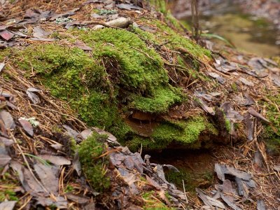 Lepidozia reptns - Fingermossa - Creeping Fingerwort