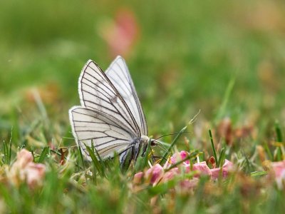 Svartribbad vitvingemtare - Siona lineata - Black-veined Moth