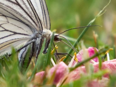 Svartribbad vitvingemtare - Siona lineata - Black-veined Moth