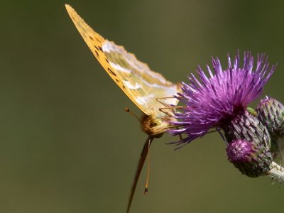 Silverstreckad pärlemorfjäril - Argynnis paphia - Silverwashed Fritillary