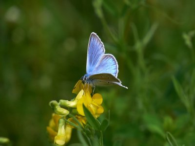 Silverblåvinge - Polyommatus amandus - Amandas Blue