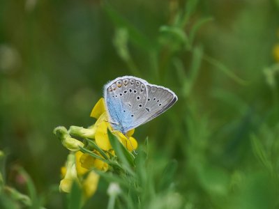 Silverblvinge - Polyommatus amandus - Amandas Blue