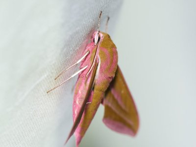 Strre snabelsvrmare - Deilephila elpenor - Elephant Hawk Moth