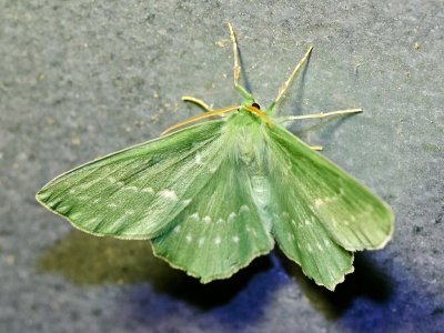 Dagfjrilsmtare - Geometra papilionaria - Large Emerald