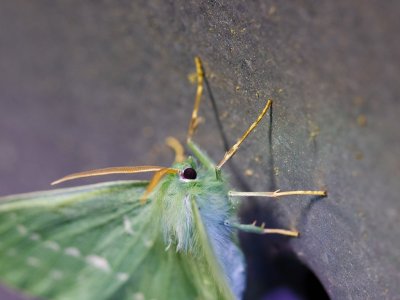 Dagfjärilsmätare - Geometra papilionaria - Large Emerald