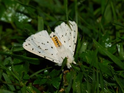 Vitprickig tigerspinnare - Spilosoma lubricipedum - White ermine