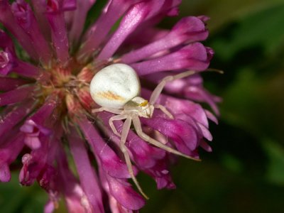 Spindlar  -  Spiders