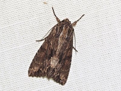 Stort ngsfly - Apamea monoglypha - Dark Arches