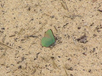En grönsnabbvinge värmer sig på sanddynen