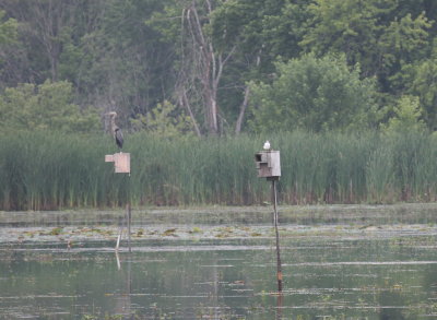Great Meadows National Wildlife Refuge