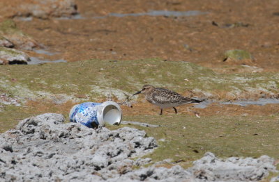 Baird's Sandpiper going for a BudLite