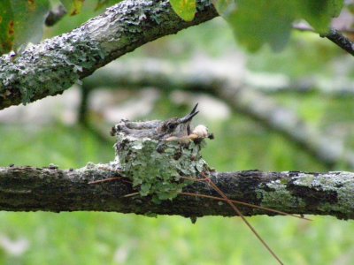 Hummingbird Nest