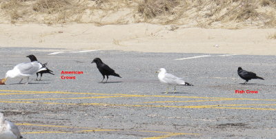 Crows