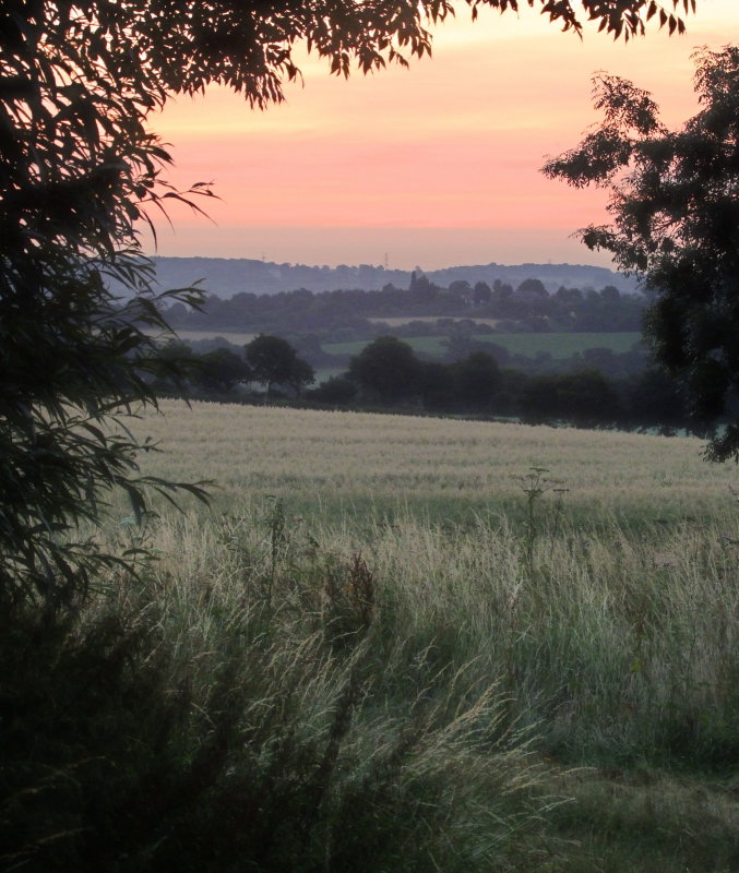 Dawn  light  in  the  Roding  Valley
