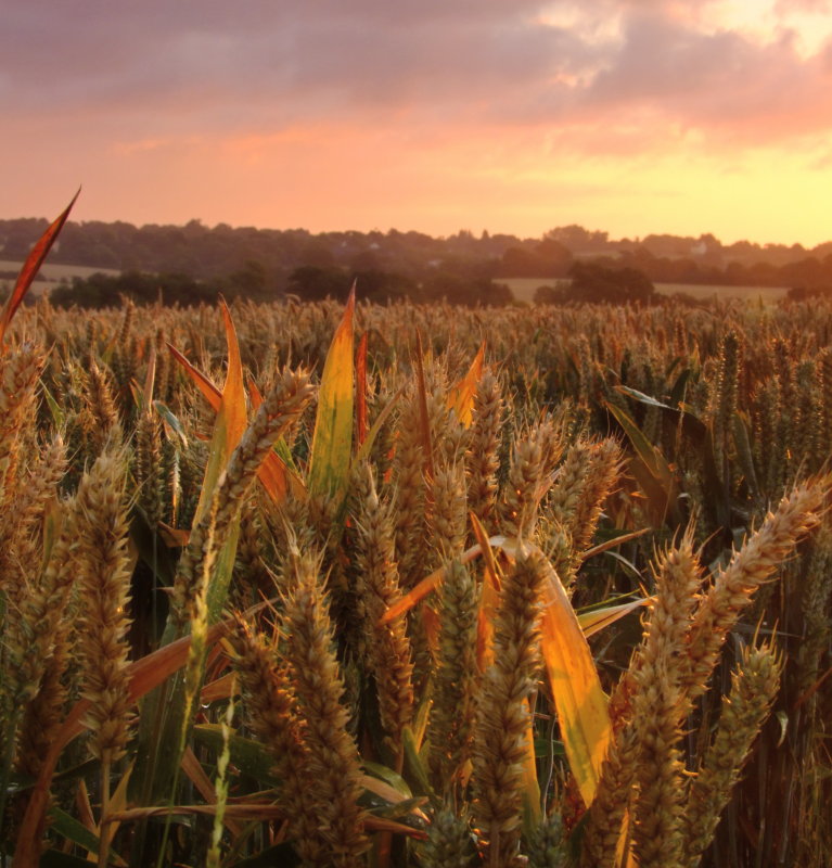 Wheat  field  at  dawn.