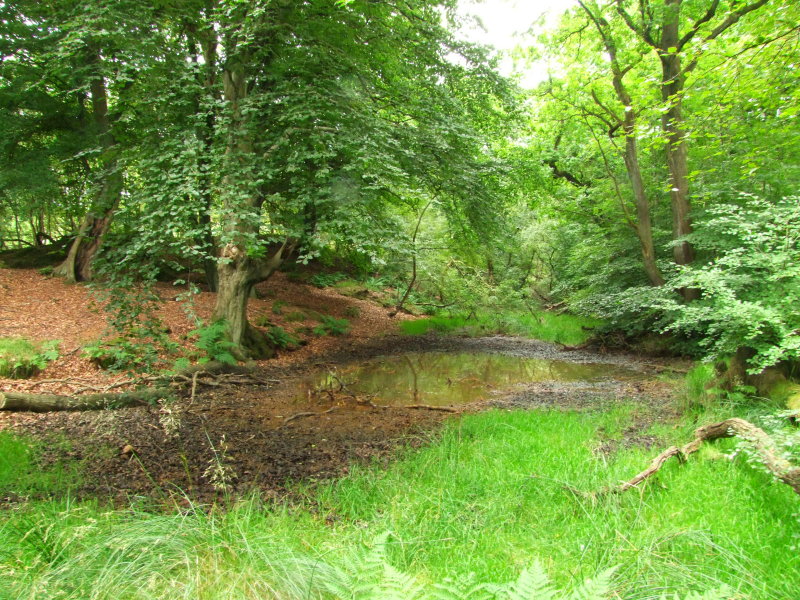 The  Antonine  Wall  and  ditch.