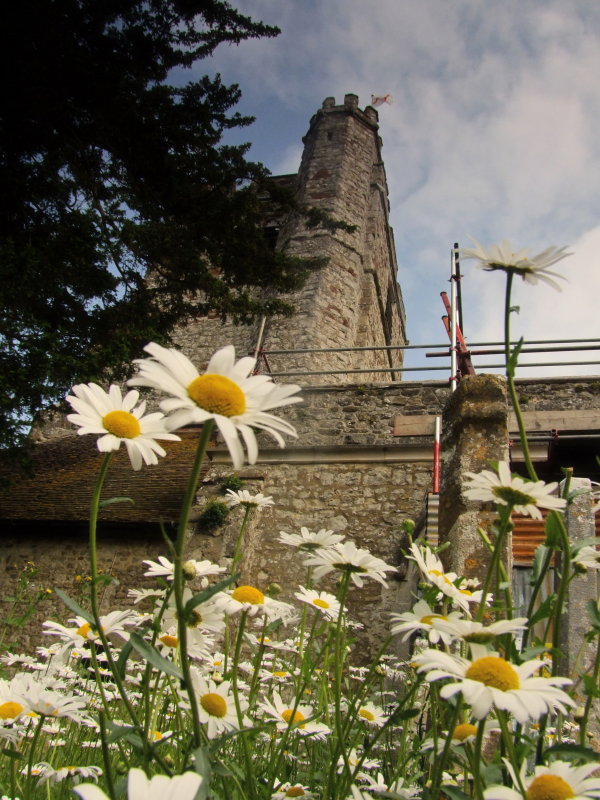 Ox-eye  daisies beneath the  church  tower.