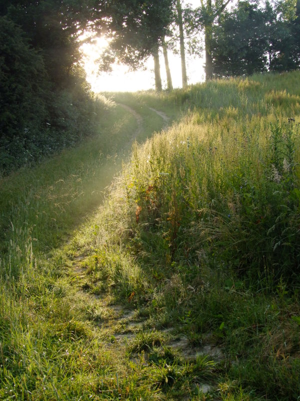 Bathed  in  early  sunshine.