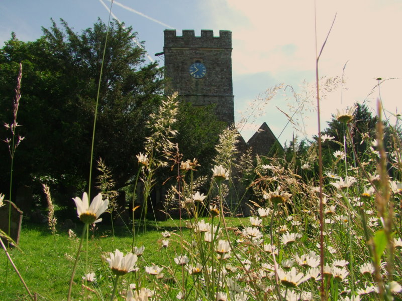 Ox-eye  daisies in front of  the  church  tower.