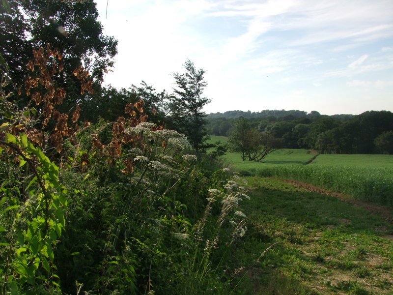 Observing the path across the pea field.