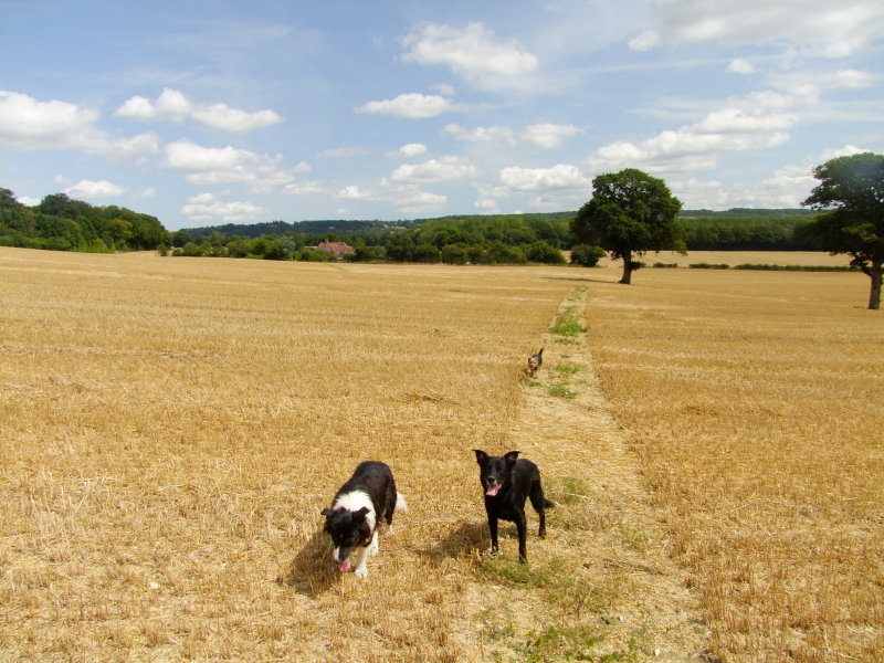 Footpath  from  The  Pincushion