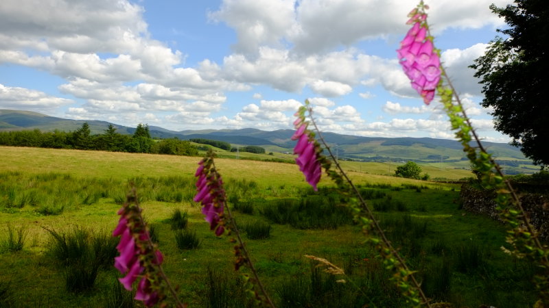 Foxgloves  in  the  Southern  Uplands.