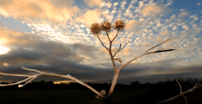 Three  teasels , in  the  gloaming.
