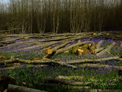 Even  tree  felling  doesn't  stop  the  bluebells